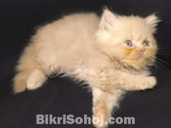 Persian cat
